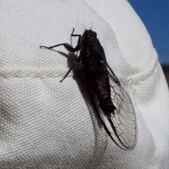 Yoyetta australicta (Southern Ticking Ambertail) at Belconnen, ACT - 2 Dec 2023 by JARS