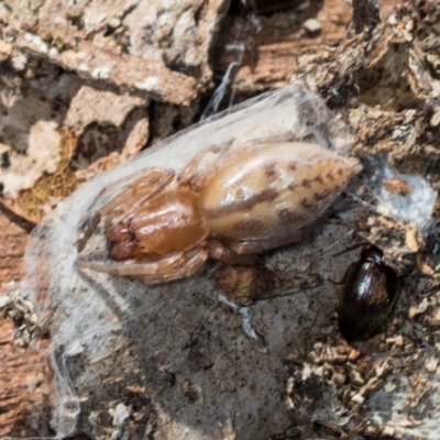 Clubiona sp. (genus) (Unidentified Stout Sac Spider) at Mount Painter - 3 Dec 2023 by AlisonMilton