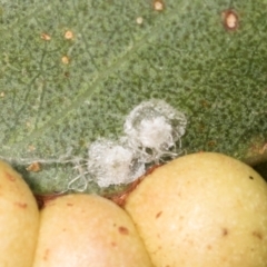 Glycaspis sp. (genus) (Unidentified sugary lerp) at Belconnen, ACT - 2 Dec 2023 by AlisonMilton
