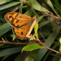 Heteronympha merope (Common Brown Butterfly) at Downer, ACT - 4 Dec 2023 by RobertD
