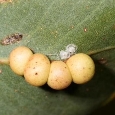 Leptocybe invasa (Eucalyptus Stem Gall Wasp) at Belconnen, ACT - 2 Dec 2023 by AlisonMilton