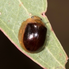 Paropsisterna cloelia (Eucalyptus variegated beetle) at Belconnen, ACT - 2 Dec 2023 by AlisonMilton