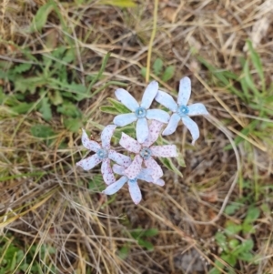 Oxypetalum coeruleum at Duffy, ACT - 28 Nov 2023