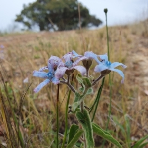 Oxypetalum coeruleum at Duffy, ACT - 28 Nov 2023