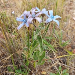 Oxypetalum coeruleum at Duffy, ACT - 28 Nov 2023