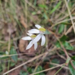 Caladenia moschata (Musky Caps) at Namadgi National Park - 4 Dec 2023 by WalkYonder