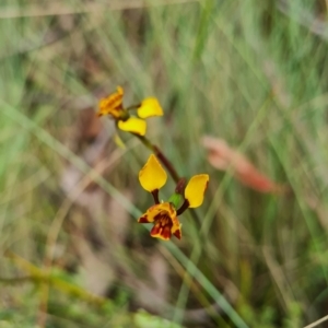 Diuris semilunulata at Namadgi National Park - 4 Dec 2023