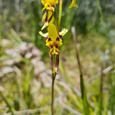 Diuris sulphurea (Tiger Orchid) at Namadgi National Park - 4 Dec 2023 by WalkYonder