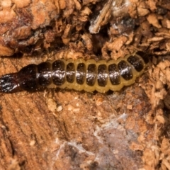 Staphylinidae (family) (Rove beetle) at Belconnen, ACT - 2 Dec 2023 by AlisonMilton