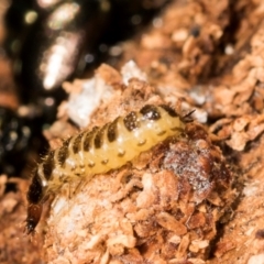 Staphylinidae (family) at Mount Painter - 3 Dec 2023 09:12 AM