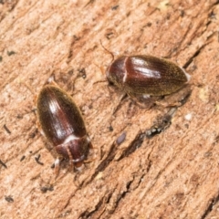 Alleculinae sp. (Subfamily) (Unidentified Comb-clawed beetle) at Mount Painter - 2 Dec 2023 by AlisonMilton