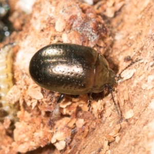 Chrysolina quadrigemina at Mount Painter - 3 Dec 2023