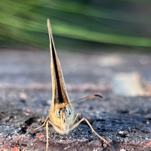 Heteronympha merope at Kingston, ACT - 4 Dec 2023