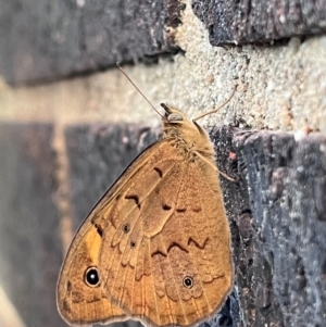 Heteronympha merope at Kingston, ACT - 4 Dec 2023