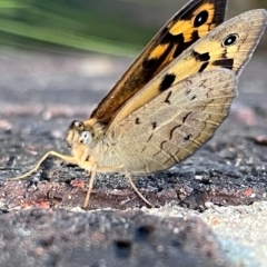 Heteronympha merope at Kingston, ACT - 4 Dec 2023