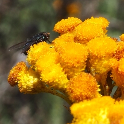 Lucilia sp. (genus) (A blowfly) at Griffith Woodland (GRW) - 3 Dec 2023 by JodieR