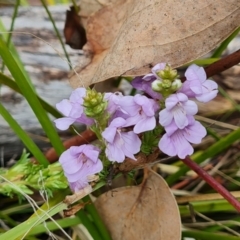 Euphrasia collina subsp. paludosa at Namadgi National Park - 4 Dec 2023