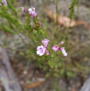 Euphrasia collina subsp. paludosa at Namadgi National Park - 4 Dec 2023