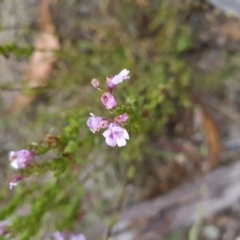 Euphrasia collina subsp. paludosa at Namadgi National Park - 4 Dec 2023