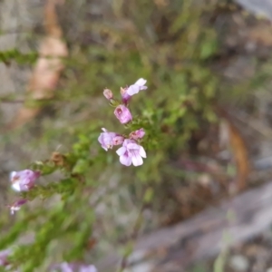 Euphrasia collina subsp. paludosa at Namadgi National Park - 4 Dec 2023