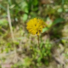 Leptorhynchos elongatus at Namadgi National Park - 4 Dec 2023