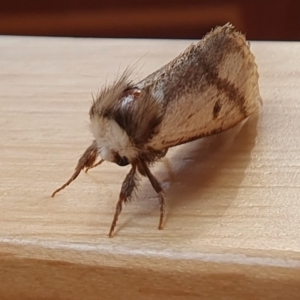 Epicoma melanospila at Rugosa - 4 Dec 2023