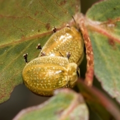 Paropsisterna cloelia (Eucalyptus variegated beetle) at Higgins, ACT - 2 Dec 2023 by AlisonMilton