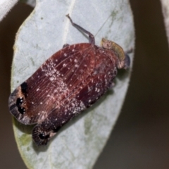 Platybrachys vidua (Eye-patterned Gum Hopper) at Higgins, ACT - 1 Dec 2023 by AlisonMilton