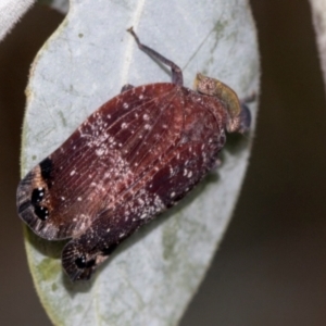 Platybrachys vidua at Higgins, ACT - 2 Dec 2023 08:26 AM