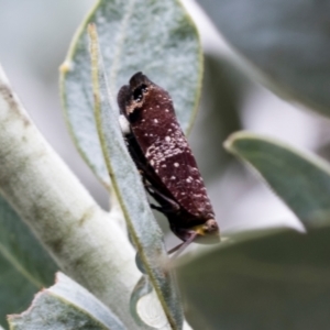 Platybrachys vidua at Higgins, ACT - 2 Dec 2023