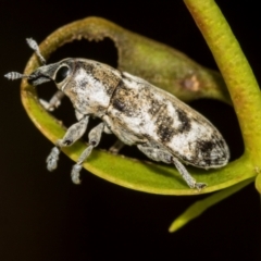 Lixus mastersii (Weevil) at Higgins, ACT - 2 Dec 2023 by AlisonMilton