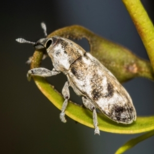 Lixus mastersii at Higgins, ACT - 2 Dec 2023 08:33 AM