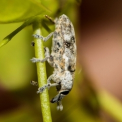 Lixus mastersii at Higgins, ACT - 2 Dec 2023