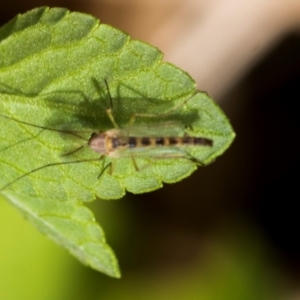 Chironomidae (family) at Higgins, ACT - 2 Dec 2023 08:23 AM