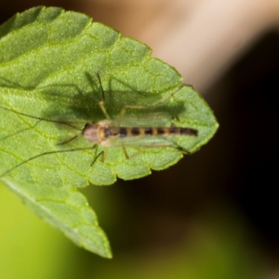 Chironomidae (family) (Non-biting Midge) at Higgins, ACT - 2 Dec 2023 by AlisonMilton