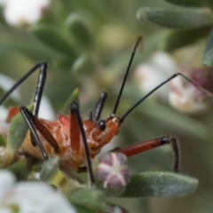 Gminatus australis (Orange assassin bug) at Block 402 - 2 Dec 2023 by patrickcox