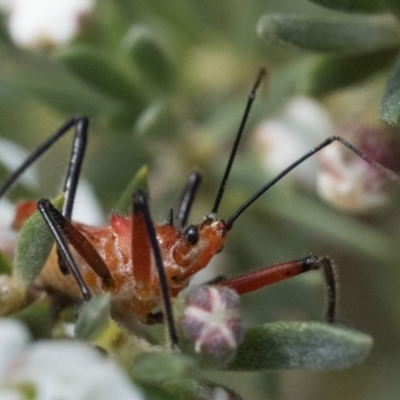 Gminatus australis (Orange assassin bug) at Block 402 - 2 Dec 2023 by patrickcox