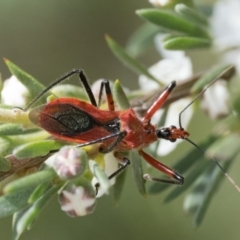 Gminatus australis at Block 402 - 3 Dec 2023