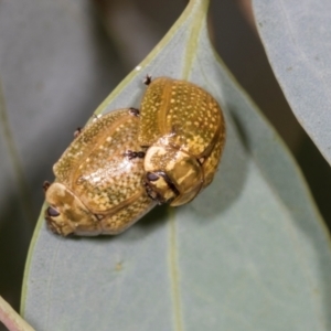 Paropsisterna cloelia at Holt, ACT - 1 Dec 2023 08:54 AM