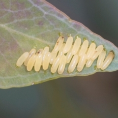 Paropsisterna cloelia at Holt, ACT - 1 Dec 2023 08:54 AM