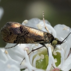 Nemophora sparsella (An Adelid Moth) at Block 402 - 2 Dec 2023 by patrickcox