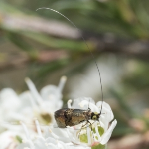 Nemophora sparsella at Bluetts Block (402, 403, 12, 11) - 3 Dec 2023 10:30 AM