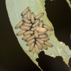 Paropsis (paropsine) genus-group (Unidentified 'paropsine' leaf beetle) at Holt, ACT - 1 Dec 2023 by AlisonMilton