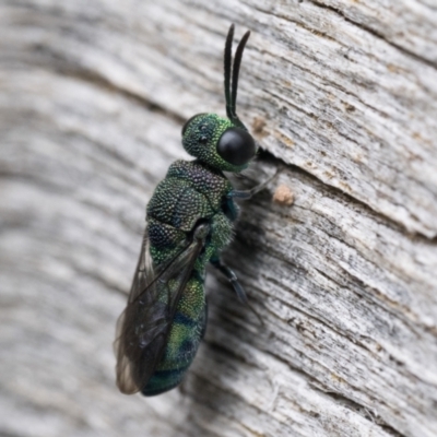 Primeuchroeus sp. (genus) (Cuckoo Wasp) at Stromlo, ACT - 2 Dec 2023 by patrickcox