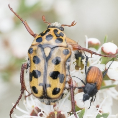 Neorrhina punctata (Spotted flower chafer) at Block 402 - 3 Dec 2023 by patrickcox