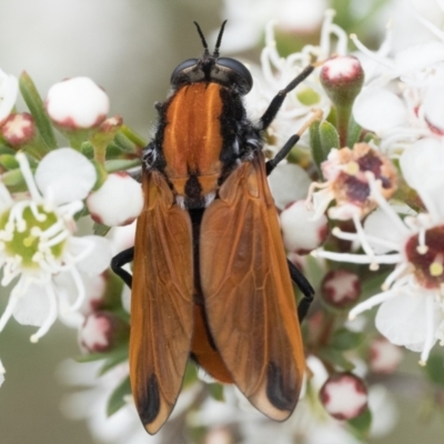 Pelecorhynchus fulvus (Orange cap-nosed fly) at Block 402 - 3 Dec 2023 by patrickcox