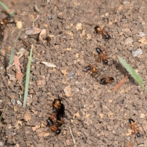 Camponotus consobrinus at Umbagong District Park - 1 Dec 2023