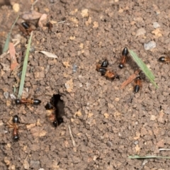 Camponotus consobrinus at Umbagong District Park - 1 Dec 2023