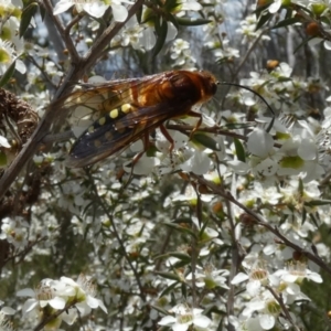 Catocheilus sp. (genus) at Boro - suppressed