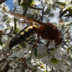 Catocheilus sp. (genus) at Boro - suppressed